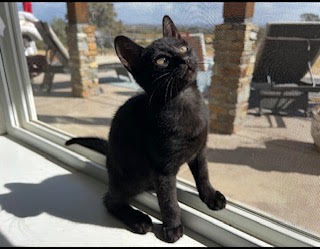 LUCA - Domestic Shorthair / Mix available for adoption