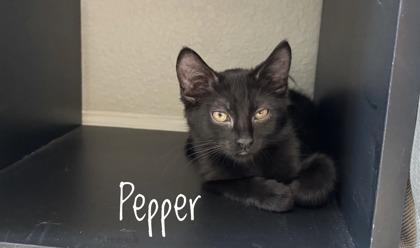 PEPPER - Domestic Shorthair / Mix available for adoption