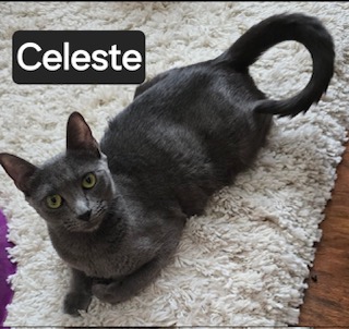CELESTE - Russian Blue / Mix for adoption in Roseville