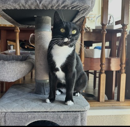 CAROLINE - Domestic Shorthair / Mix available for adoption