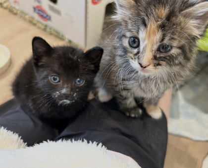 POPPY - Domestic Longhair / Mix available for adoption
