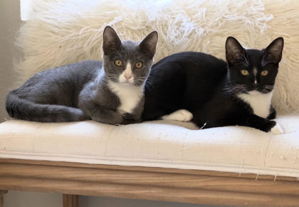DUSTIE - Domestic Shorthair / Mix available for adoption