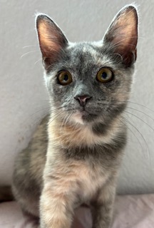 AUTUMN - Domestic Shorthair / Mix available for adoption