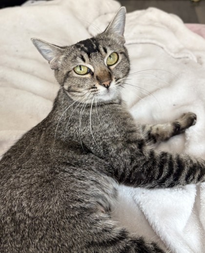 KAHLUA - Domestic Shorthair / Mix available for adoption