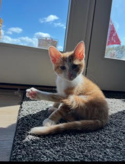 PUMPKIN - Domestic Shorthair / Mix available for adoption