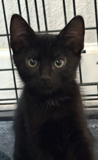 MAI TAI - Domestic Shorthair / Mix available for adoption