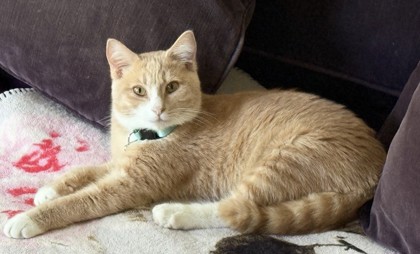 GARFIELD