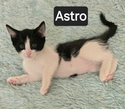 ASTRO - Domestic Shorthair / Mix for adoption in Roseville