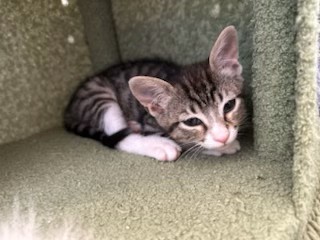HAZEL
