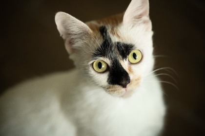 SIERRA - Domestic Shorthair / Mix for adoption in Roseville