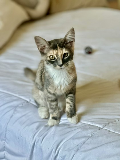 FARRAH (AKA PENNY) - Domestic Shorthair / Mix available for adoption