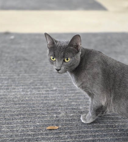 CELESTE - Russian Blue / Mix available for adoption