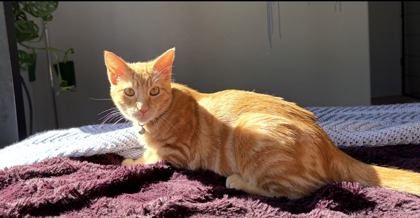 CANDY - Domestic Shorthair / Mix available for adoption