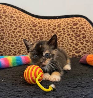 HALLEY - Domestic Shorthair / Mix available for adoption