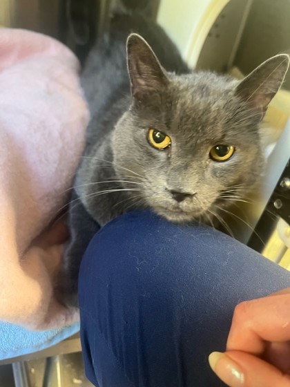GRADY - Domestic Medium Hair / Mix available for adoption