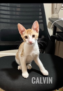 CALVIN (AKA COACH) - Domestic Shorthair / Mix available for adoption