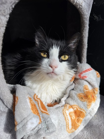 LEXI - Domestic Shorthair / Mix for adoption in Roseville