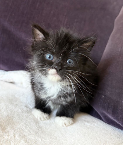 FAYE - Domestic Medium Hair / Mix available for adoption