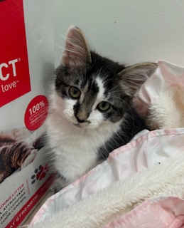 MAX - Domestic Shorthair / Mix available for adoption