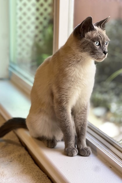 ASH (AKA BRAD) - Siamese / Mix available for adoption