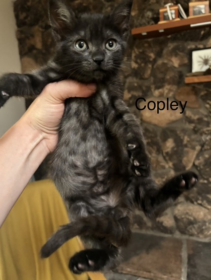 COPLEY - Domestic Shorthair / Mix available for adoption