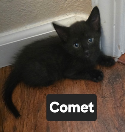 COMET - Domestic Shorthair / Mix for adoption in Roseville