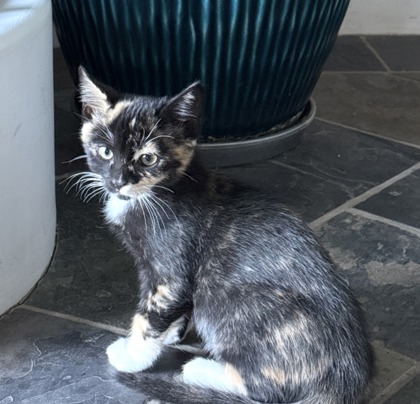 HALLEY - Domestic Shorthair / Mix available for adoption