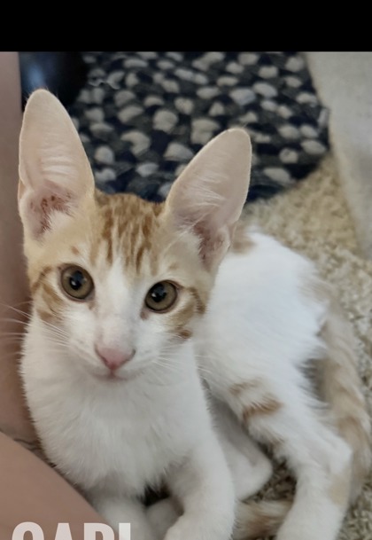 CARL - Domestic Shorthair / Mix available for adoption