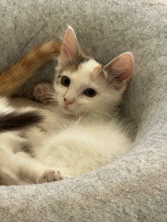 SEQUOIA - Domestic Shorthair / Mix available for adoption
