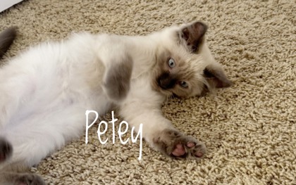 PETER - Siamese / Mix available for adoption
