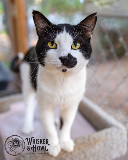 PINOT GRIGIO - Domestic Shorthair / Mix for adoption in Roseville