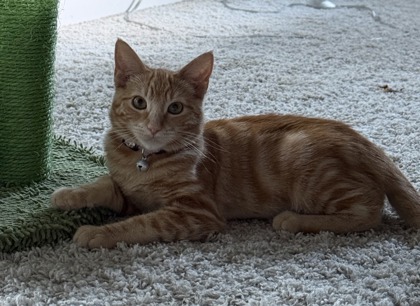 CANDY - Domestic Shorthair / Mix available for adoption