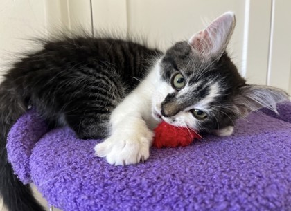 MAX - Domestic Shorthair / Mix available for adoption