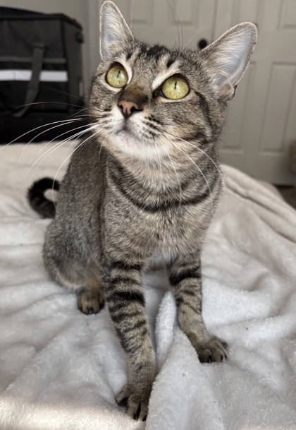 KAHLUA - Domestic Shorthair / Mix for adoption in Roseville