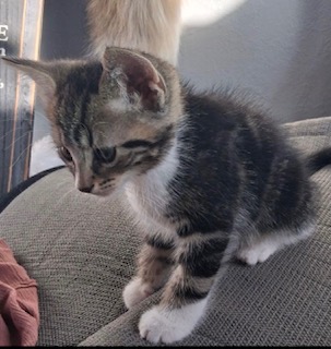 OAKLEY - Domestic Shorthair / Mix available for adoption