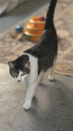 PHOENIX - Domestic Shorthair / Mix for adoption in Roseville