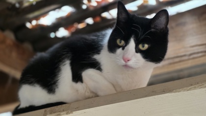 LACI (KIWI) - Domestic Shorthair / Mix available for adoption