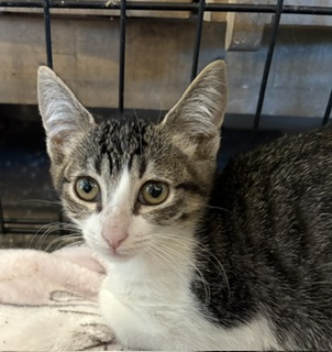 SYDNEY - Domestic Shorthair / Mix for adoption in Roseville