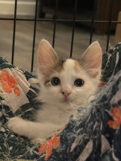 SEQUOIA - Domestic Shorthair / Mix for adoption in Roseville