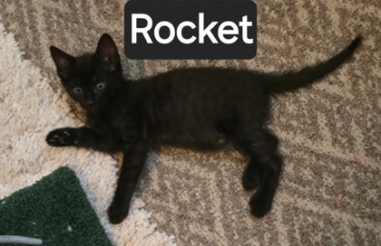 ROCKET - Domestic Shorthair / Mix for adoption in Roseville