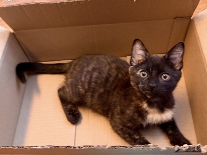 GINGER - Domestic Shorthair / Mix available for adoption