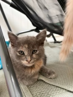 PEBBLES - Domestic Shorthair / Mix available for adoption