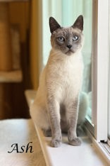ASH (BRAD) - Siamese / Mix available for adoption