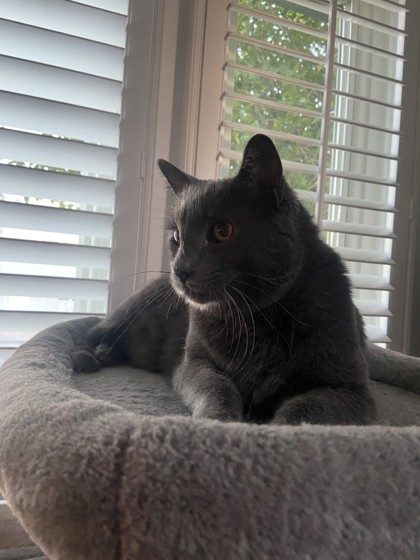 GRADY - Domestic Medium Hair / Mix available for adoption