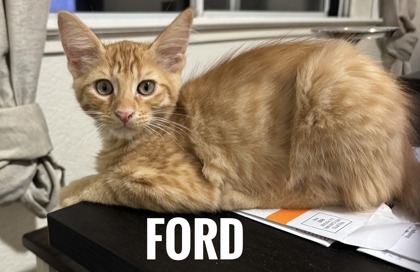 FORD - Domestic Shorthair / Mix available for adoption