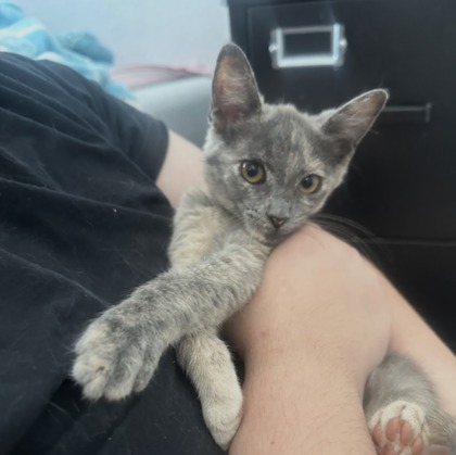 AUTUMN - Domestic Shorthair / Mix available for adoption