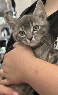 MARTINI - Domestic Shorthair / Mix available for adoption
