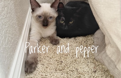 PEPPER - Domestic Shorthair / Mix available for adoption