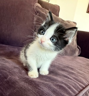 BIELE - Domestic Shorthair / Mix available for adoption
