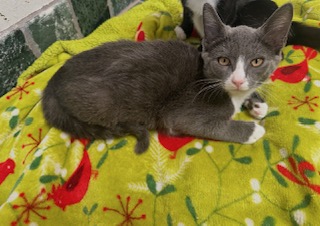 DUSTIE - Domestic Shorthair / Mix available for adoption